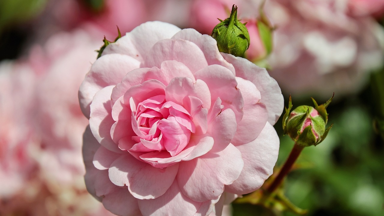 Създадоха втора българска градинка с рози в Лондон