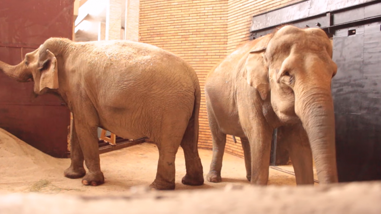 Слоновете Луиза и Фрося -  за първи път пред публика в столичния зоопарк