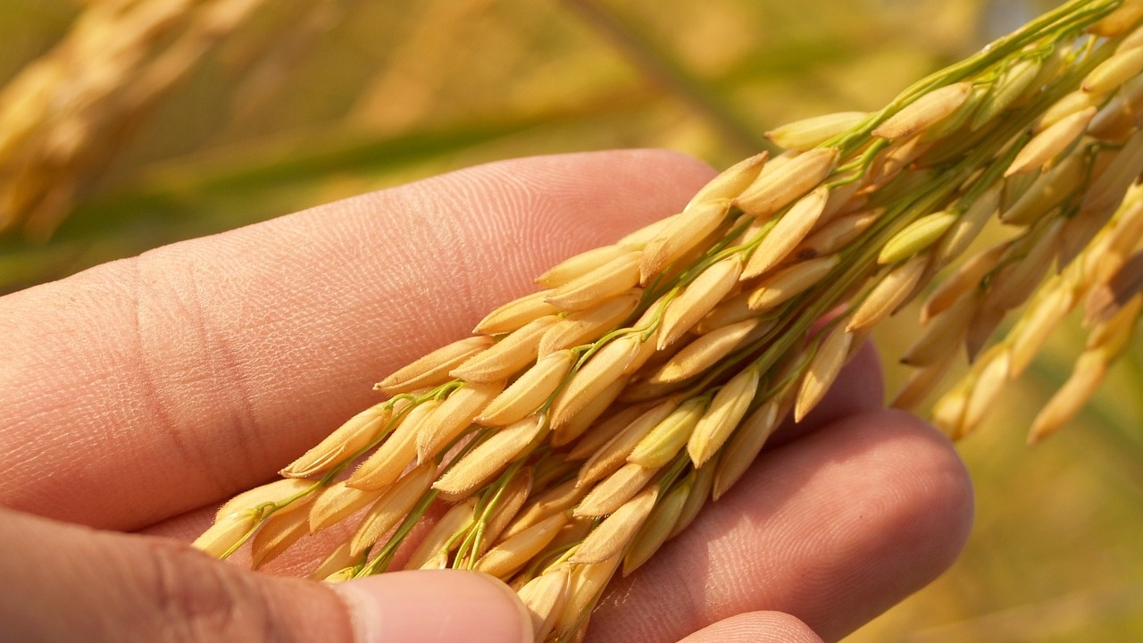 Китайски изследователи завършиха картата на генетичните вариации на ориза