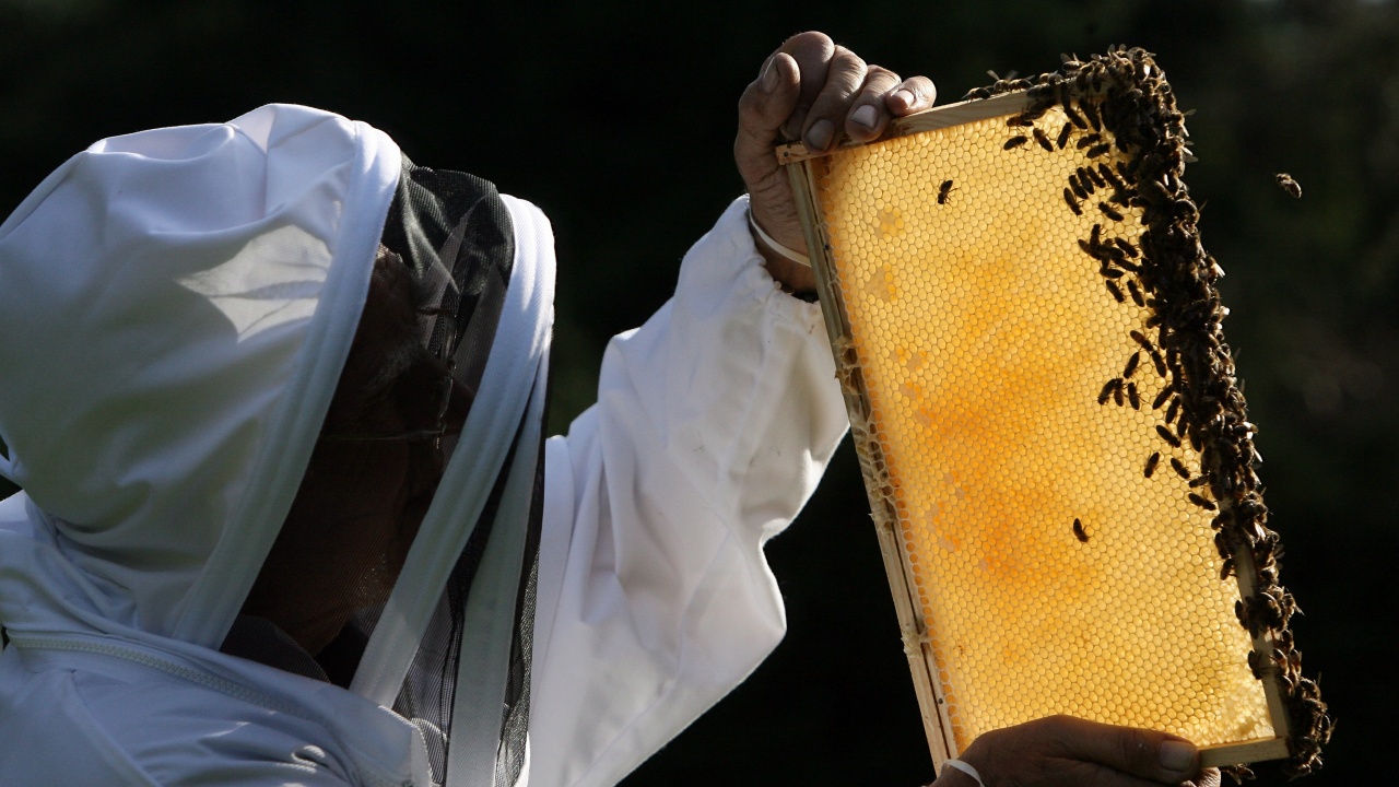 МЗХ публикува за обществено обсъждане изменение в нормативната уредба, касаещи сектор  „Пчеларство“