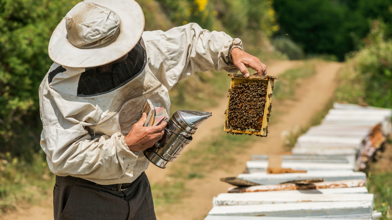 По-слаба е реколтата от пчелен мед в Смолянско
