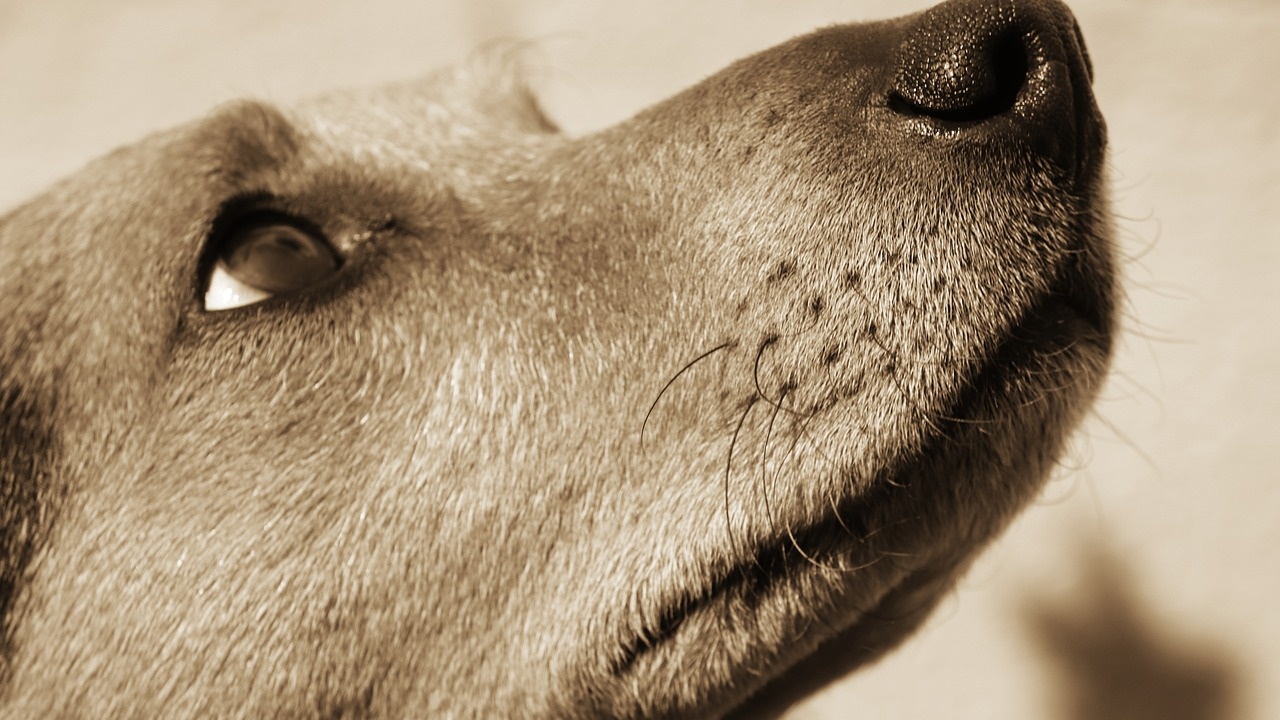 Най-възрастното куче в света почина на 31 години