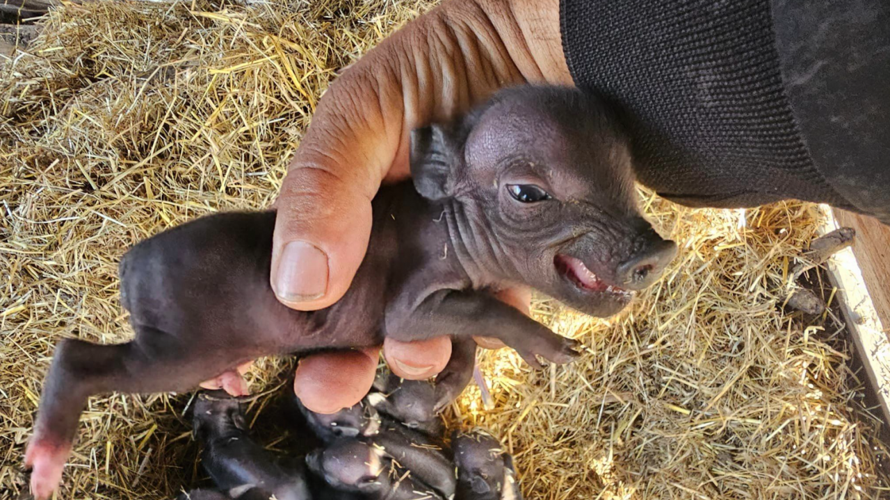 Осем малки прасенца се родиха в зоопарка в Бургас