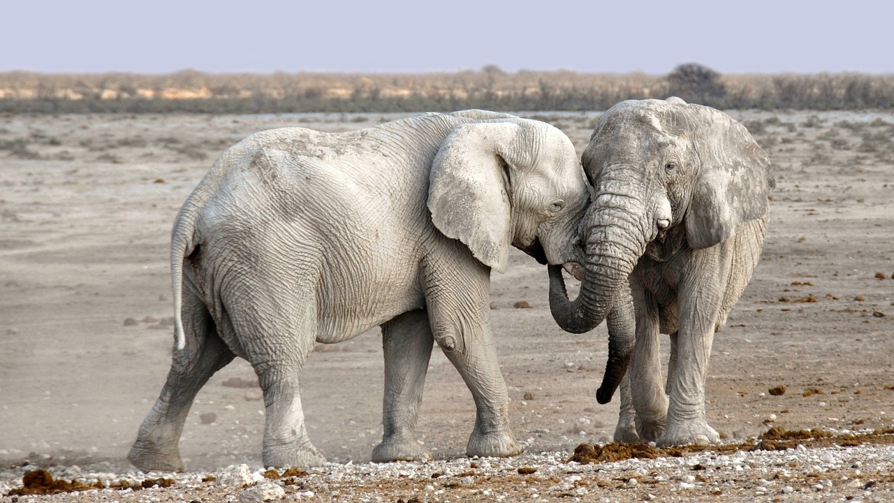 Бактерия вероятно е причината за внезапни смъртни случаи на слонове в Африка