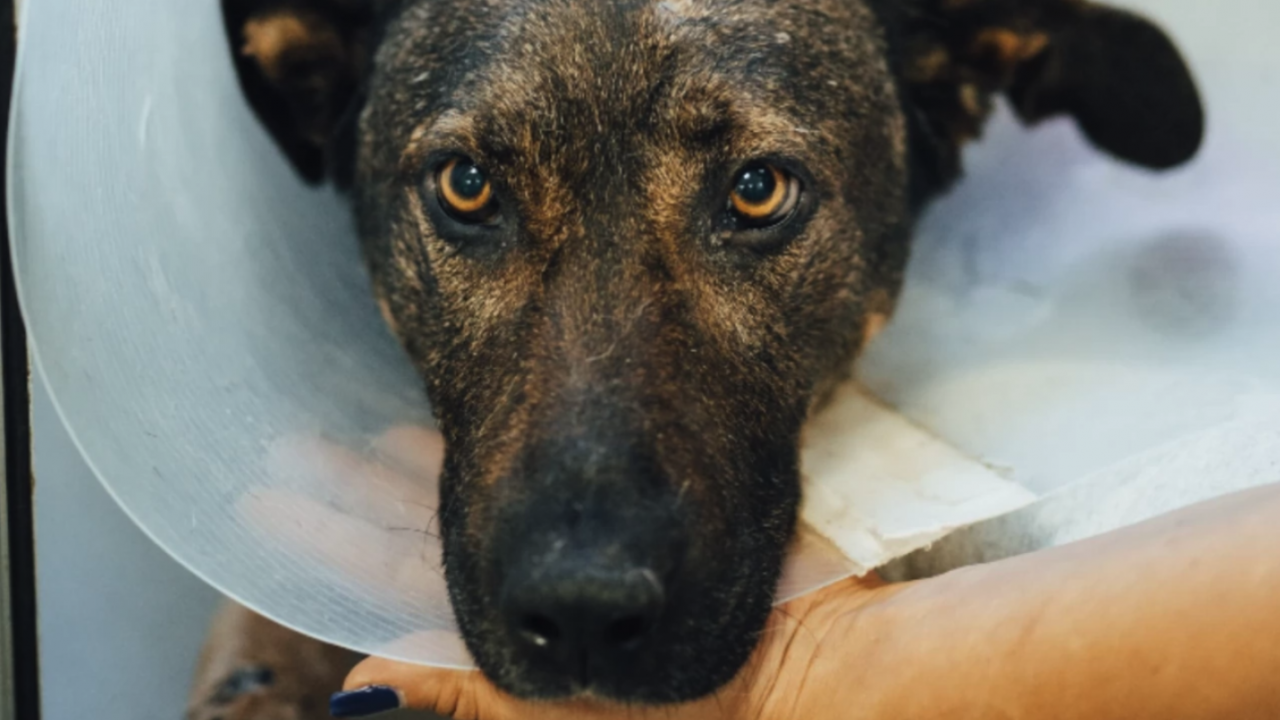 Срещу глоба от 3000 лева: Съдът освободи обвинения за побоя над кучето Мечо