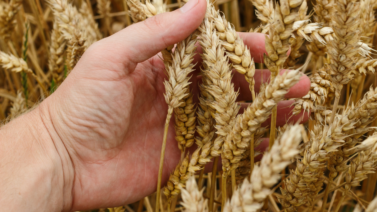 Рязък спад в производството на зърнени култури през 2022 г.