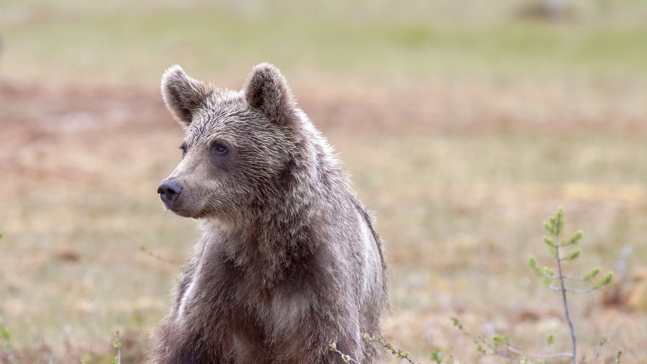 Две мечета, спасени в Софийско, са настанени в Парка за мечки в Белица