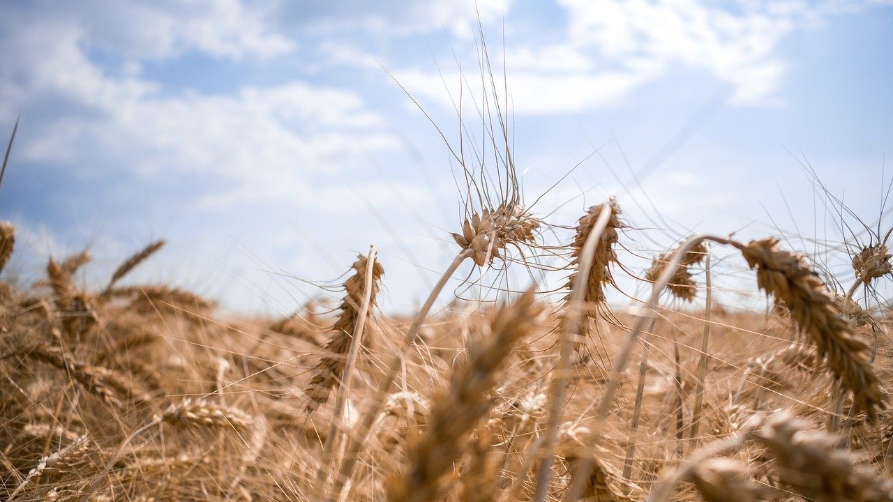 При среден добив 313 кг/дка приключва жътвата на царевица в област Добрич