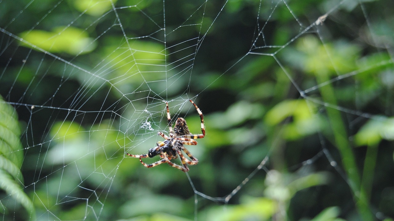 В Австралия бяха официално описани 48 нови вида паяци