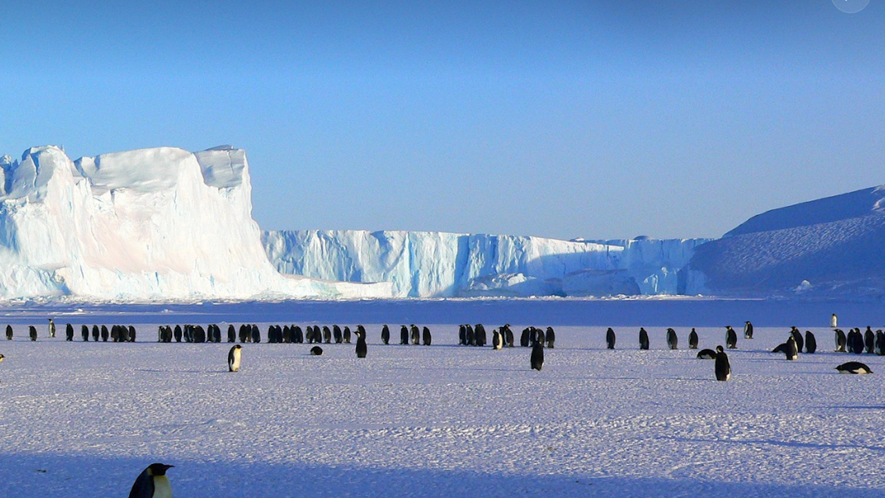 Птичи грип сее смърт сред пингвините в Антарктика