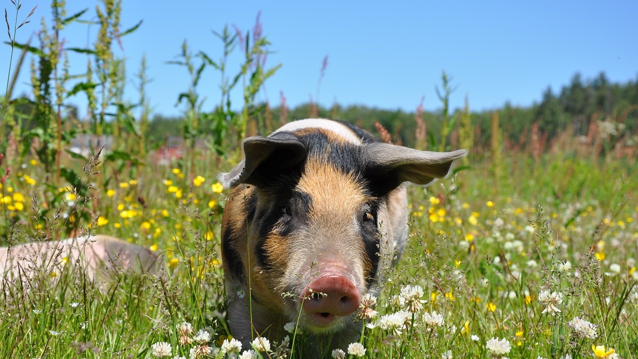 ЕК одобри схема за държавна помощ за хуманно отношение към свинете