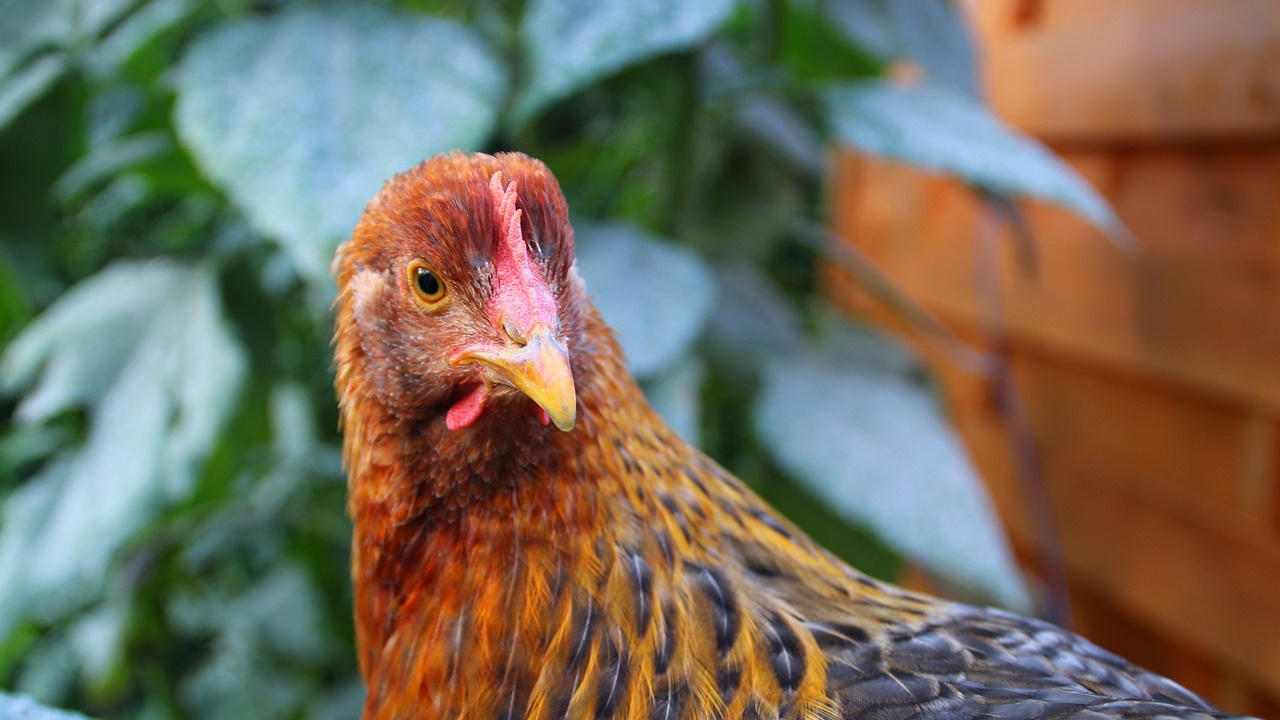 В област Сливен се въвеждат мерки срещу птичи грип