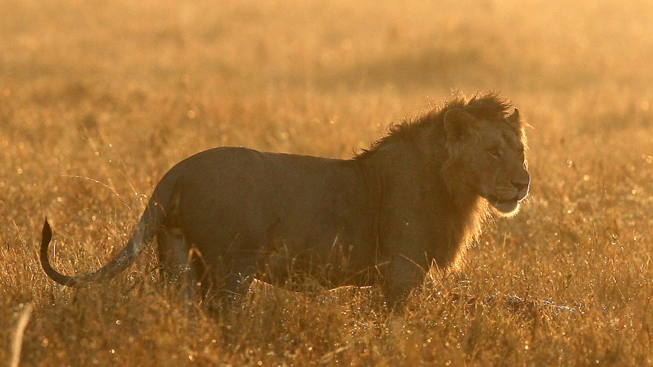 Убиха десет лъва в Кения