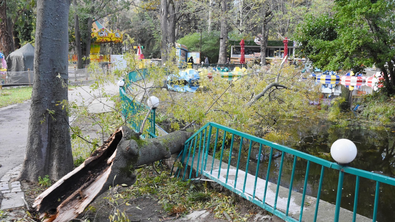 Събраната след бедствието във Варна дървесина ще се раздава на хора в нужда