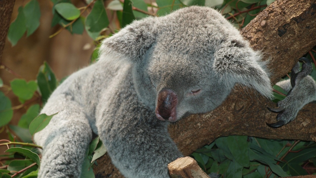 Австралия засажда дървета, за да опази коалите