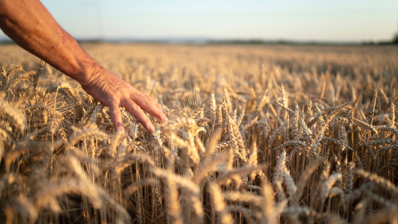 Русия спира износа на пшеница, за да избегне продоволствена криза