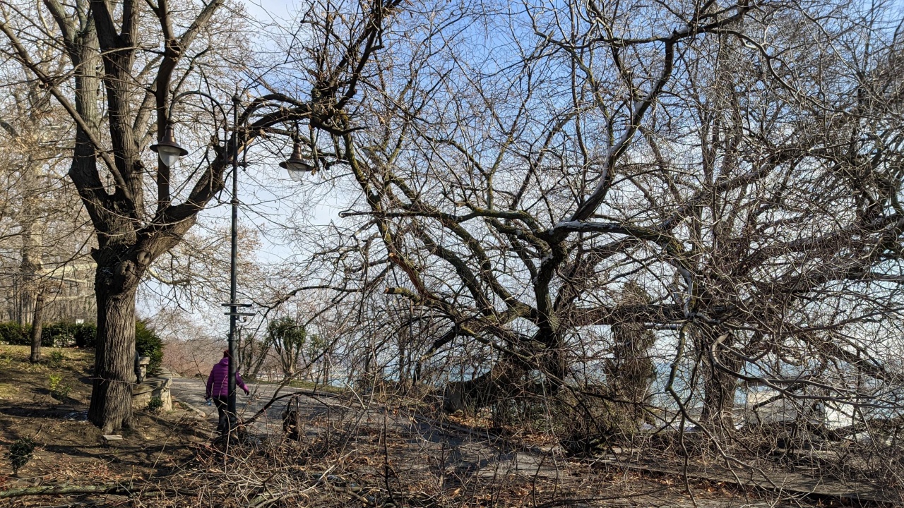 Силният вятър събори дървета по пътя Бургас - Малко Търново