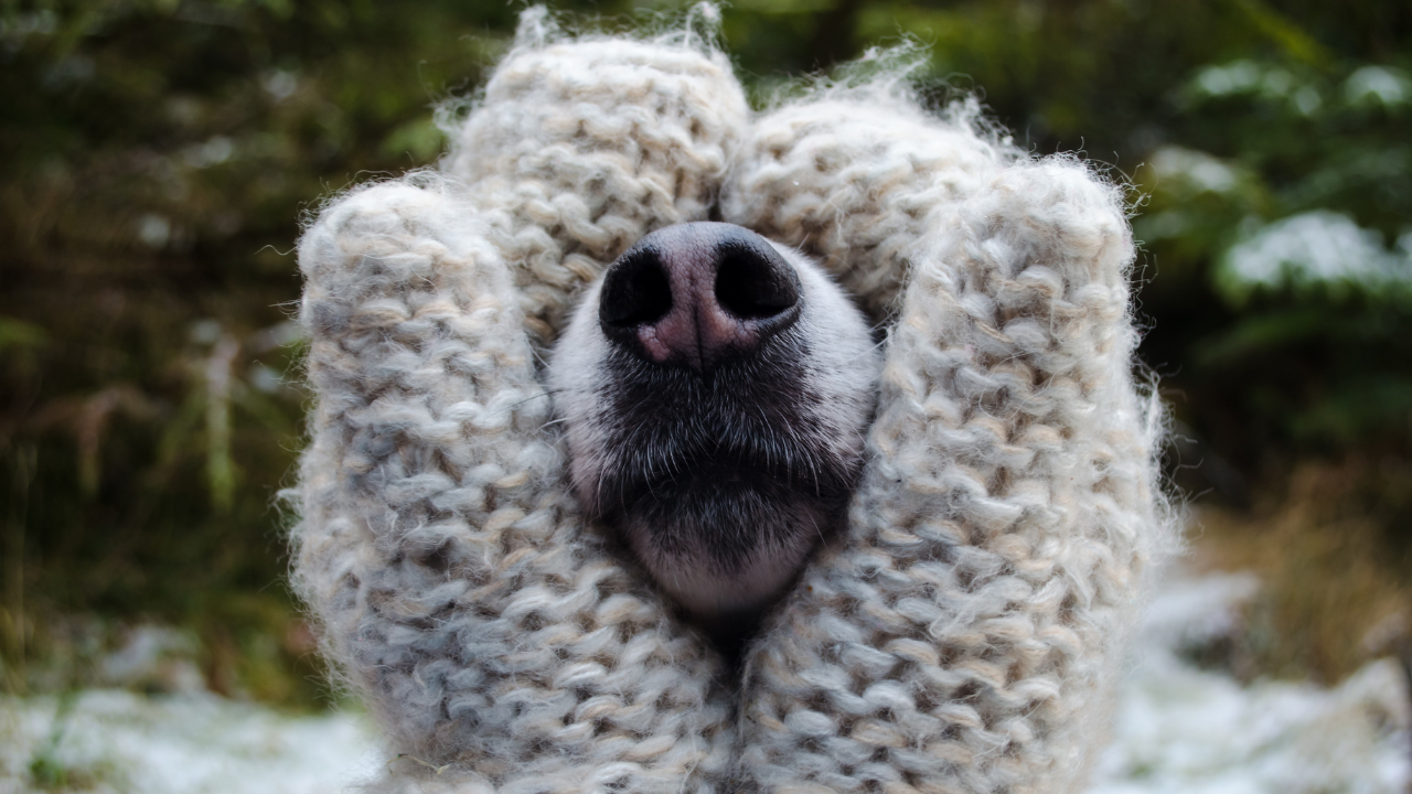 Съвети: Грижа за кучетата през студените месеци