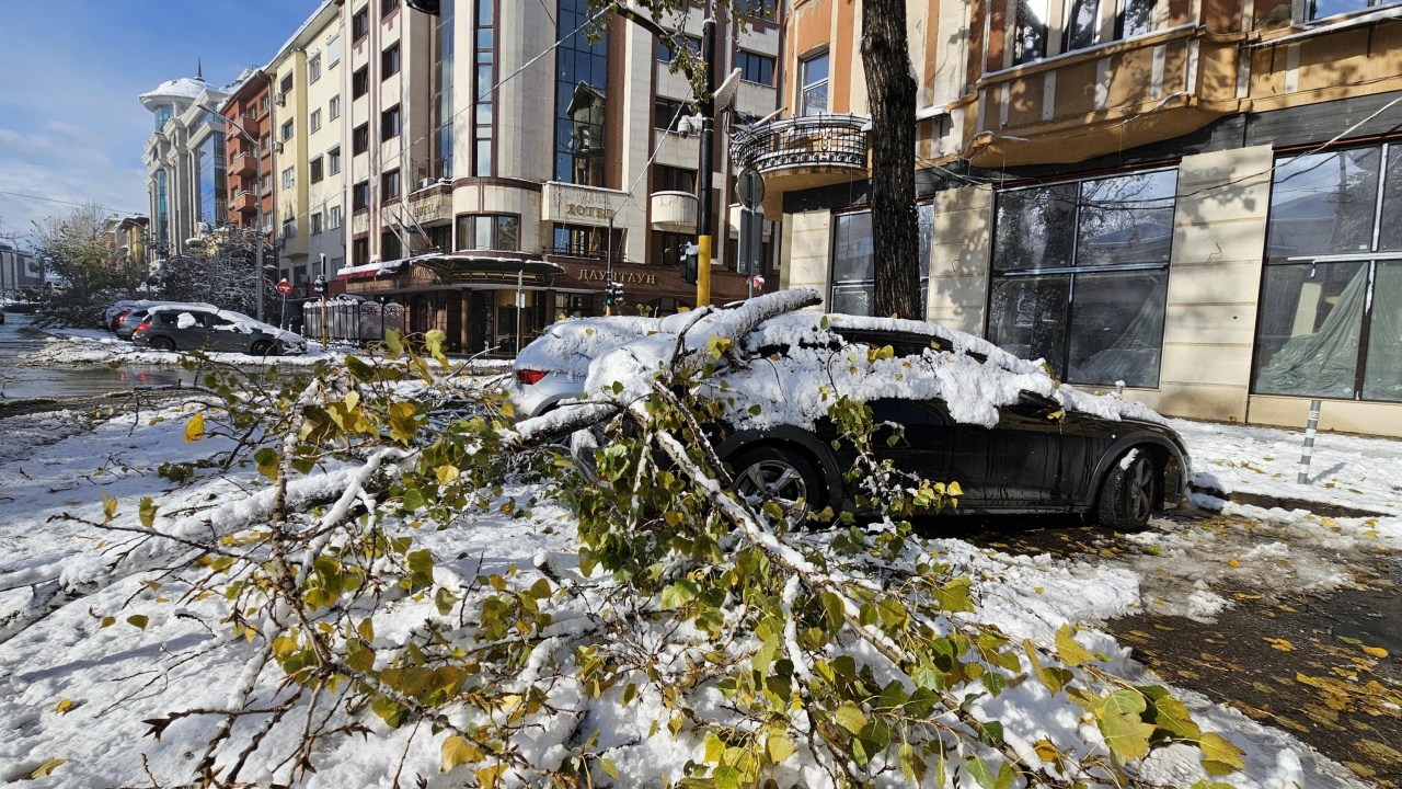 Над половината от сигналите за паднали клони в София все още чакат да бъдат обработени