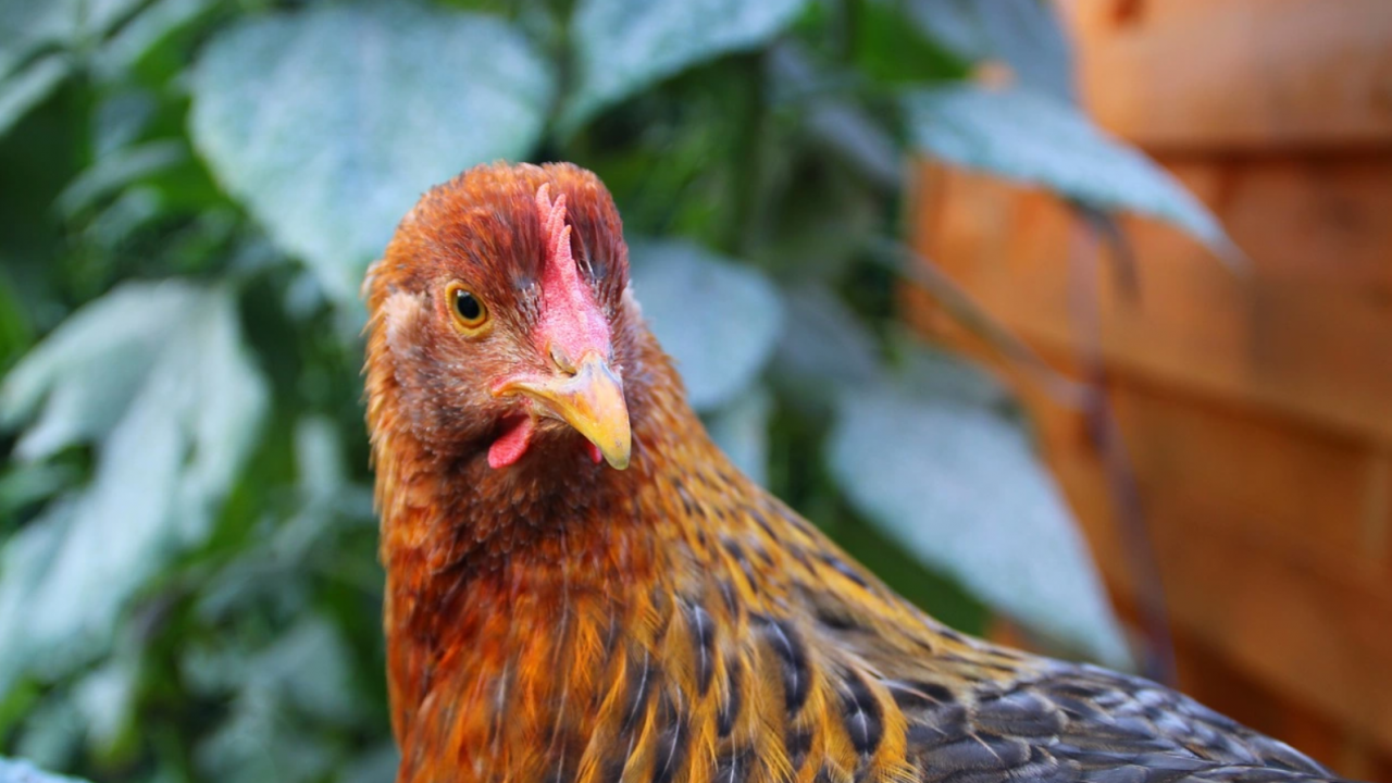 Четвърто огнище на птичи грип в Добричко в рамките на 20 дни