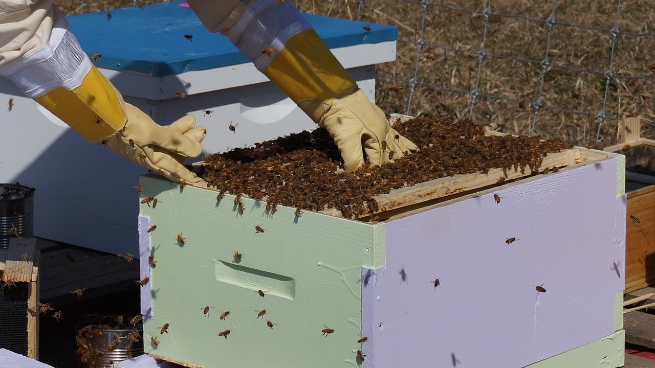Пчелари от страната се събраха в Търговище
