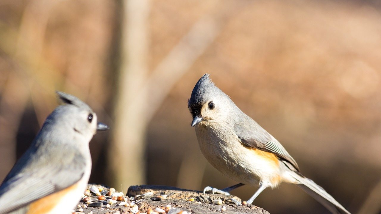 "Зрънце любов" призовава хората да оставят храна на птиците през зимата