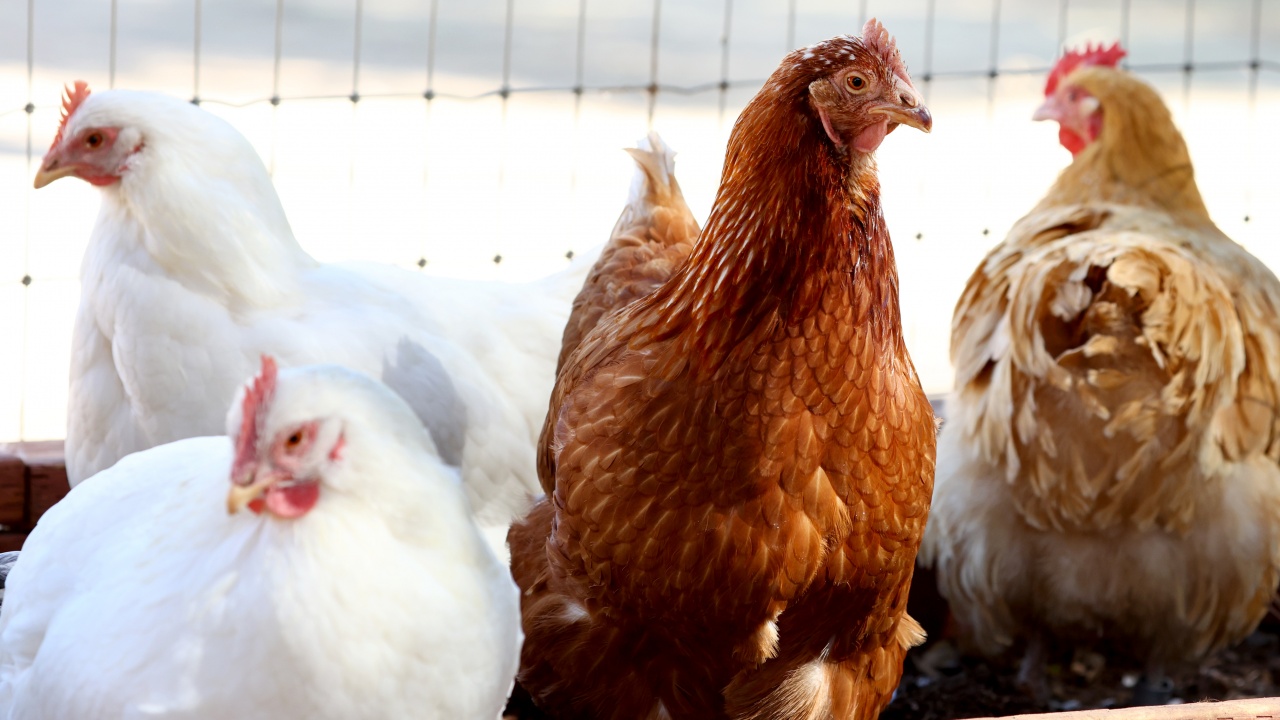 Белгия откри огнище на птичи грип във ферма близо до френската граница