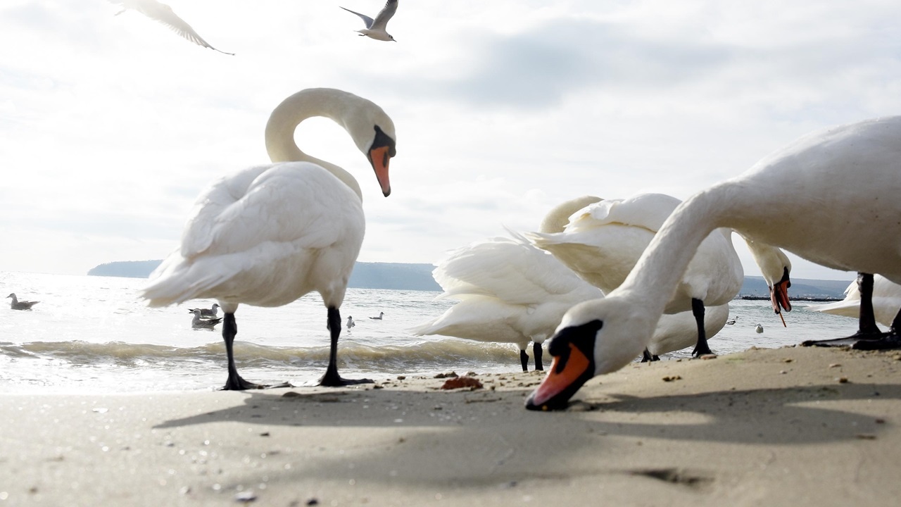 Скандинавски лебеди пристигнаха на плажа във Варна