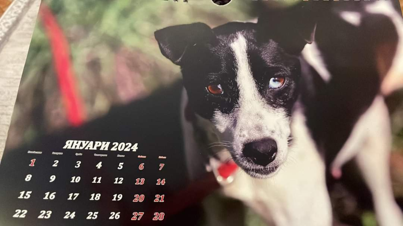 С благотворителни календари събират средства за Общинския приют за кучета в Бургас