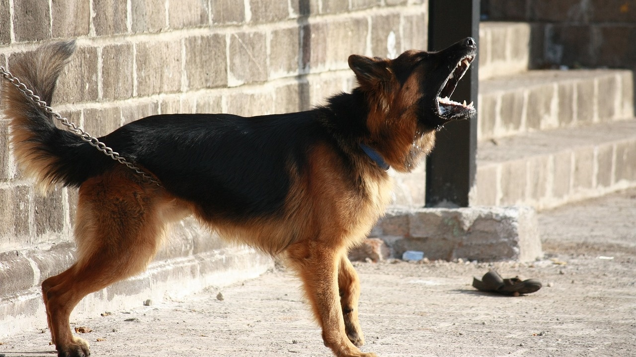 Жена почина в Гърция след нападение от три кучета
