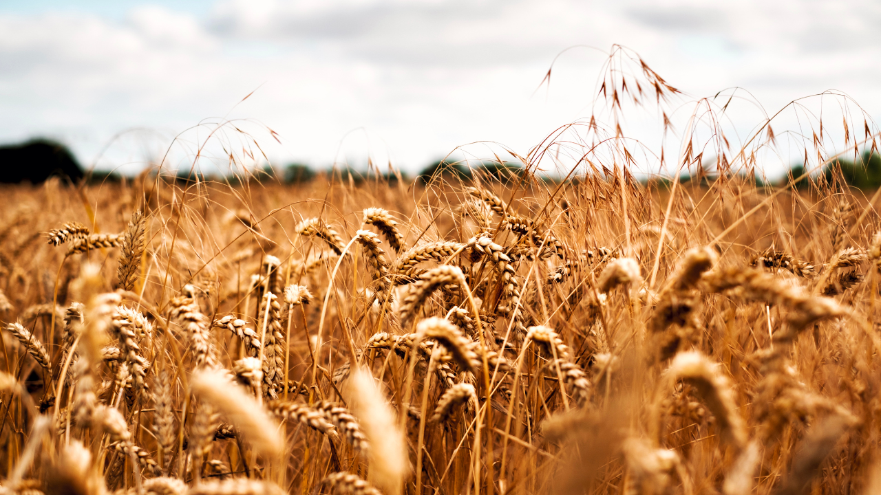Над 6,5 милиона тона е произведената пшеница тази година
