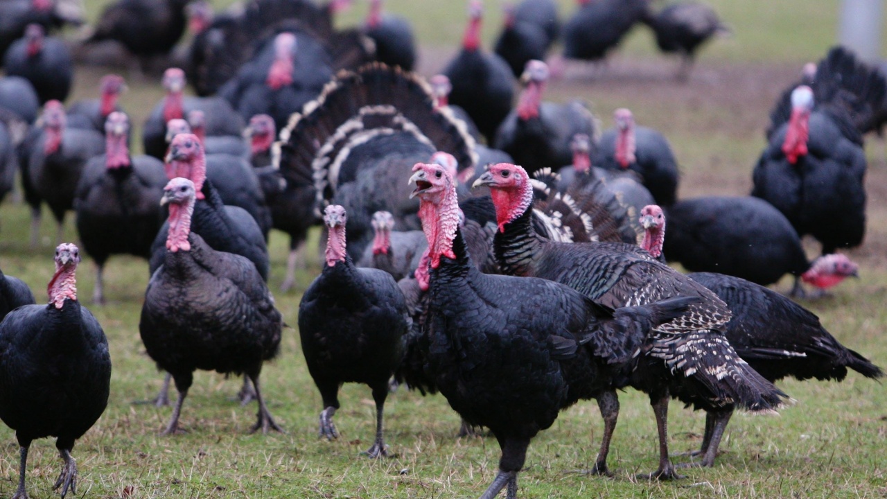 Южна Корея и Литва регистрираха огнища на птичи грип във ферми