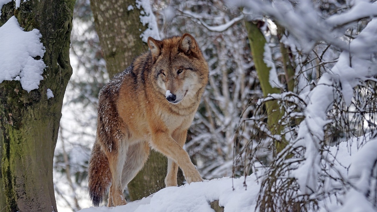 ЕК предлага понижаване на статута на вълка на "строго защитен вид" в Европа