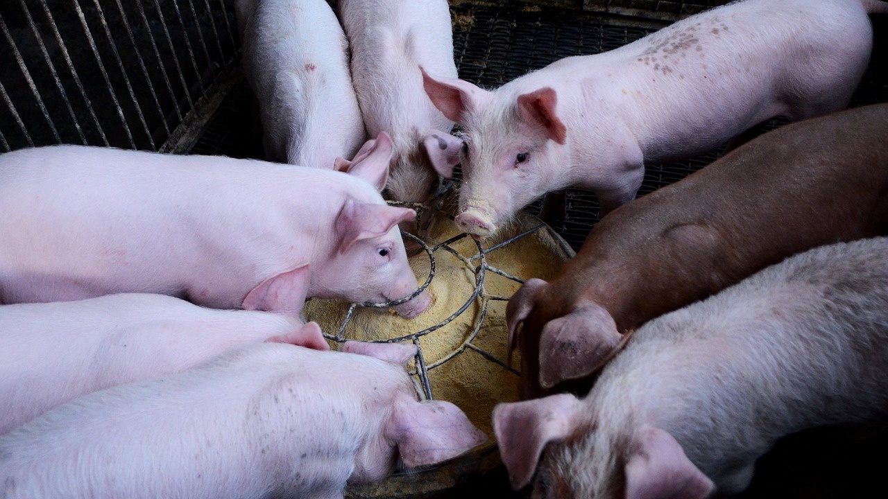 Коленето на свине отново е позволено в Хърватия
