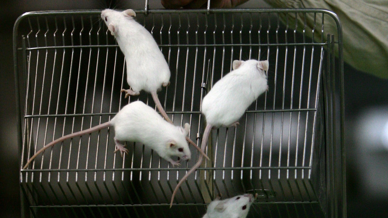 Броят на животните, използвани за тестове в лаборатории в Германия, продължава да спада за поредна година