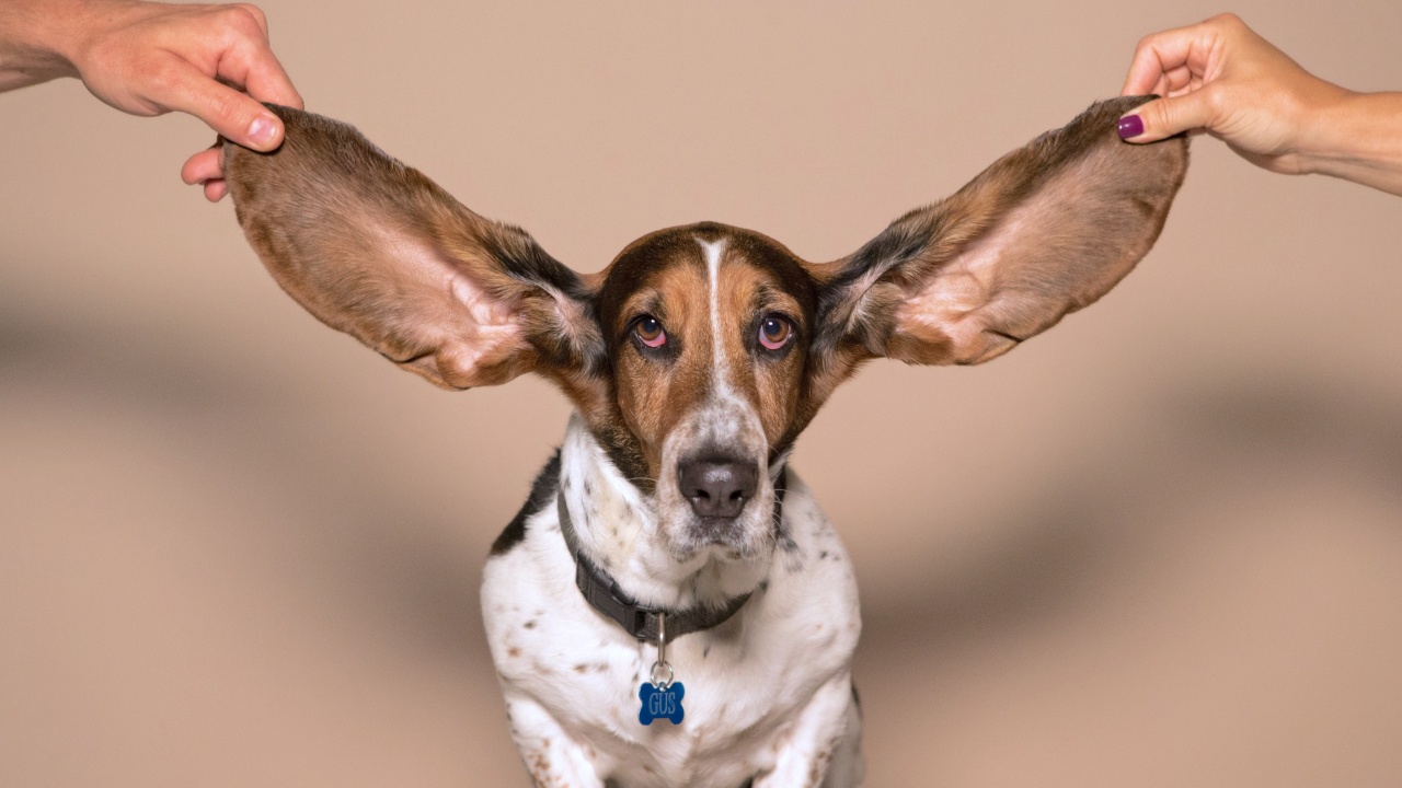 Чии са най-дългите кучешки уши?
