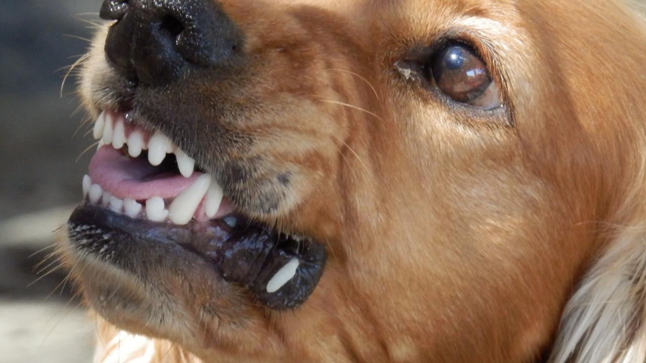 Село Морава в страх от агресивни кучета от "приют" в частен имот