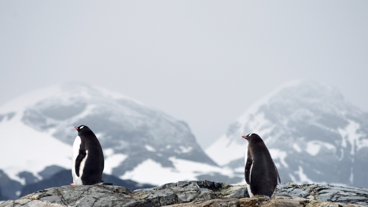 Британски учени откриха  заразени с птичи грип бозайници близо до Антарктида