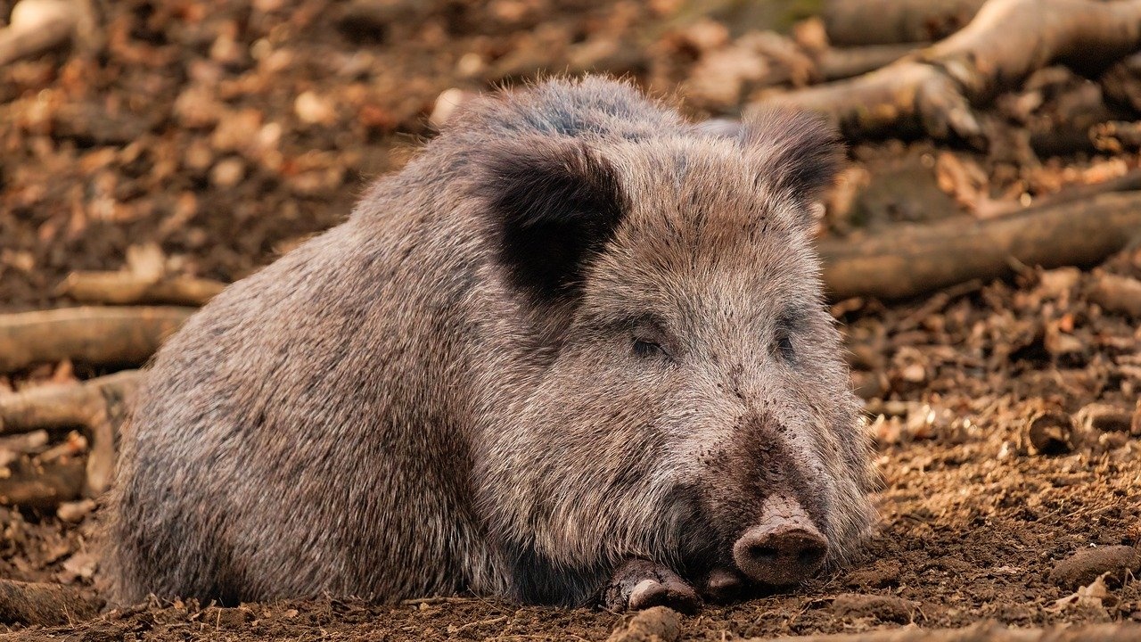 В Черна гора  е регистриран първи случай на африканска чума по свинете