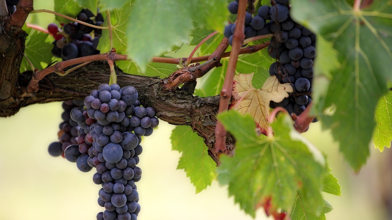 До 15 февруари е отворен прием по две интервенции за лозаро-винарския сектор