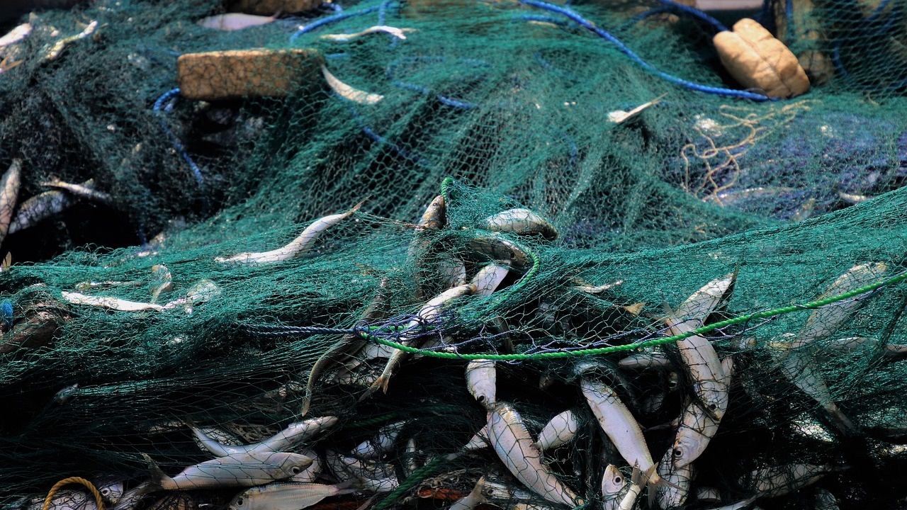 Над 100 кг риба е освободена от бракониерски мрежи в язовир „Красноселци“