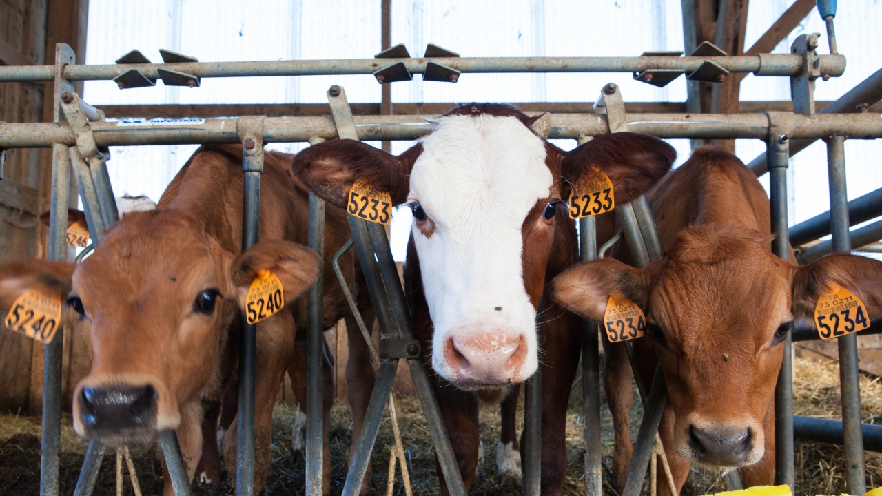 БАБХ и ДФ „Земеделие“ започват проверки на ферми за едри преживни животни