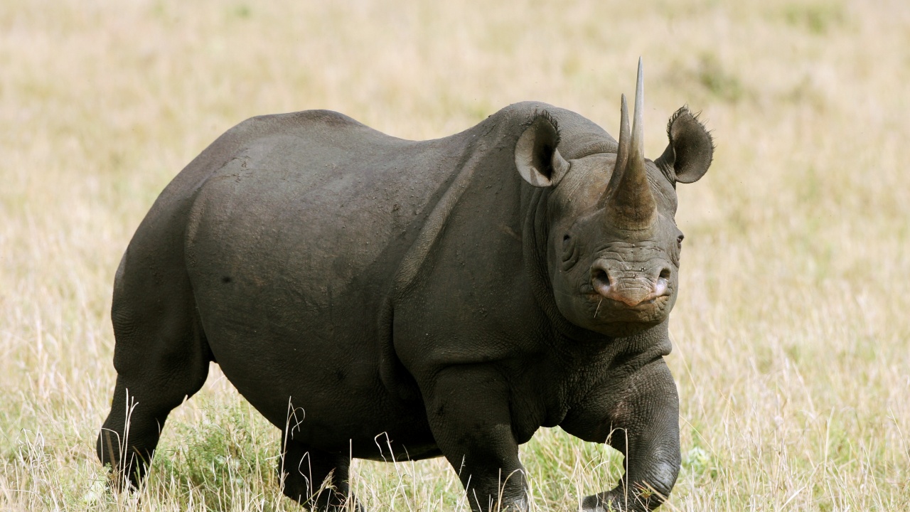 Кения предприема мащабен проект за преместване на носорози