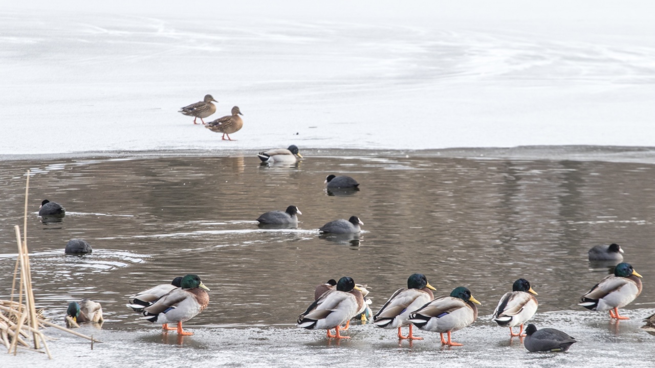 Над 280 000 водолюбиви птици зимуват у нас