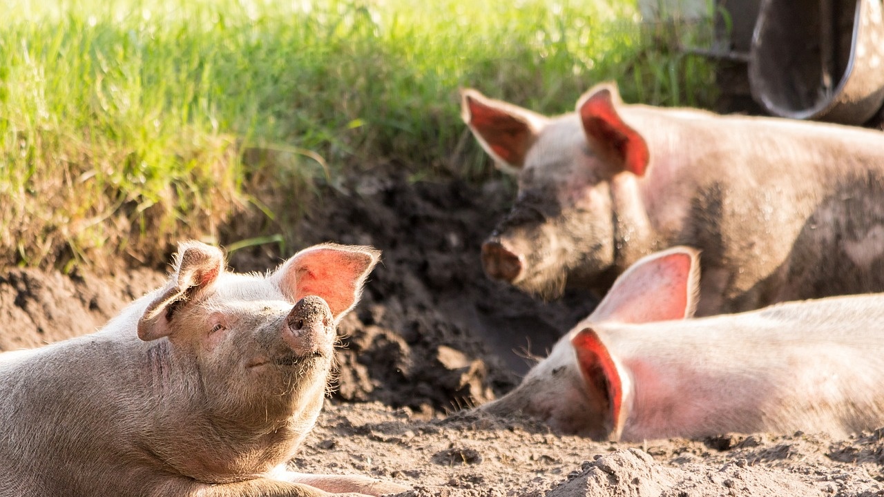 Умъртвиха 300 свине в Западна Сърбия заради африканска чума