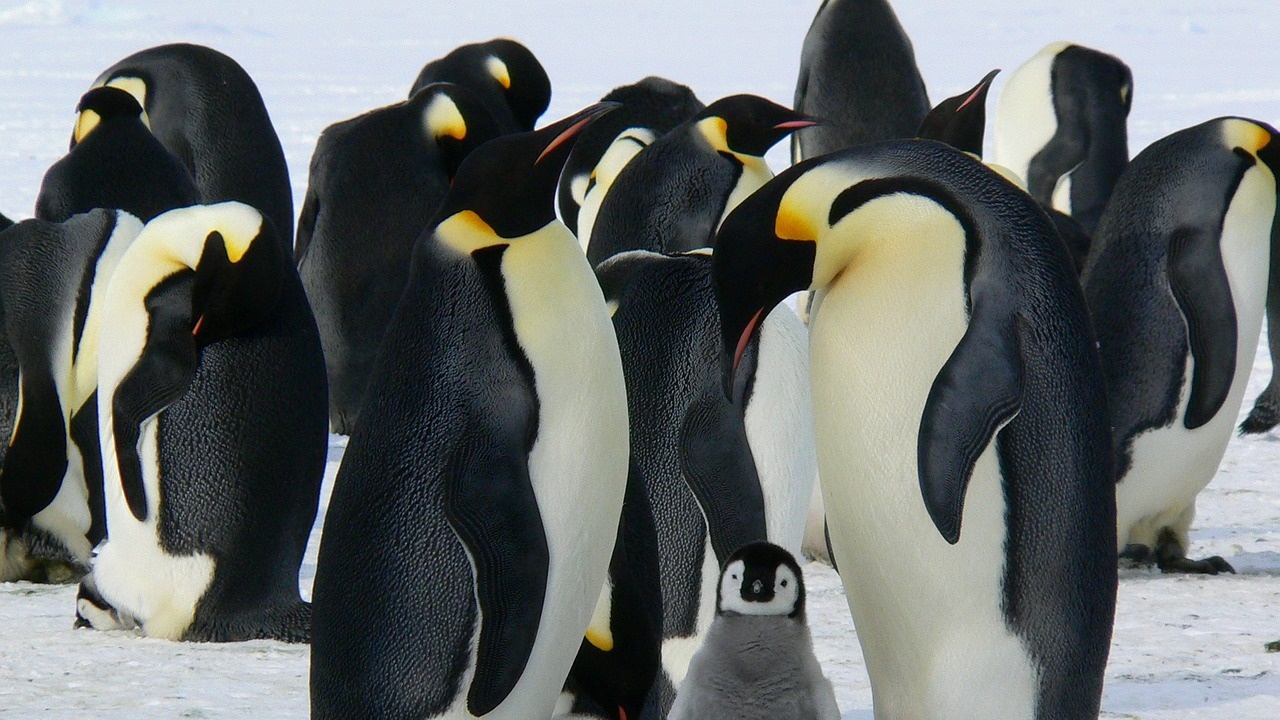 Учени откриха неизвестни досега колонии от императорски пингвини в Антарктида