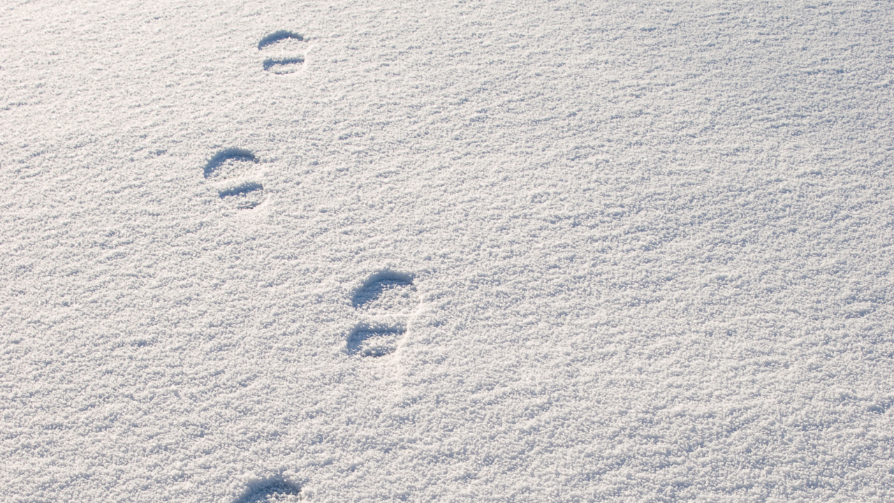 Изчезналото край Радомир 4-годишно дете е открито по стъпките в снега