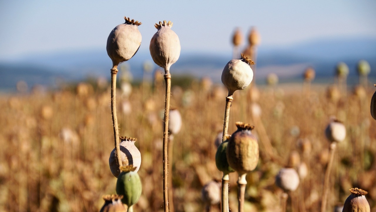 Анализ на Европол: Балканският маршрут е ключов коридор за търговията с хероин в ЕС