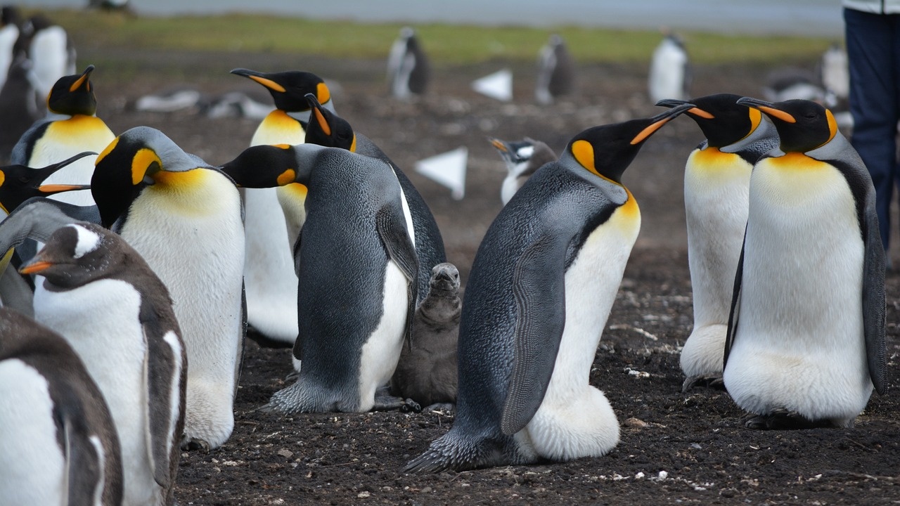 Птичи грип погуби над двеста пингвина край Антарктида