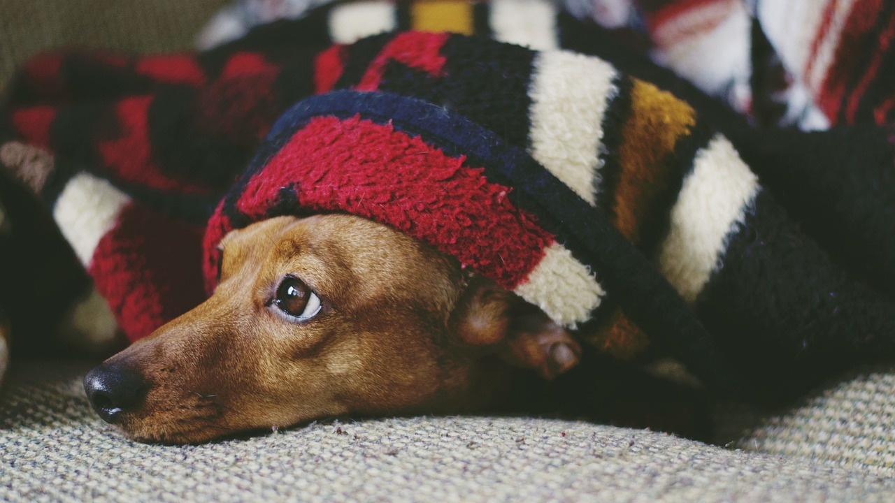 Малките кучета с издължени муцуни живеят по-дълго от кучетата с плоски муцуни